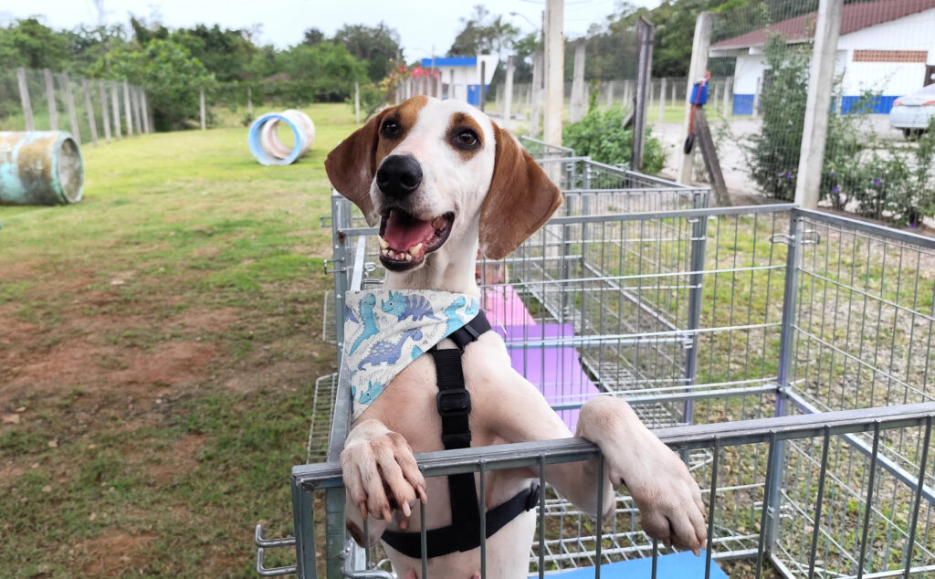 Animais de médio e grande porte são a maioria à espera de um lar no CBEA de Joinville