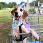 Cachorro branco com orelhas marrons está com a língua de fora, em pé, com as patas dianteiras sobre um cercado
