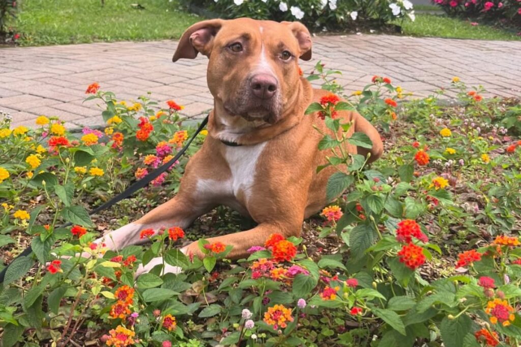 Cachorra marrom com peito e parte da pata em branco está deitada em canteiro de flores