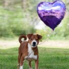 Cão de pequeno porte marrom e branco segura cordão de balão pela boca. O balão traz a frase me leva para casa