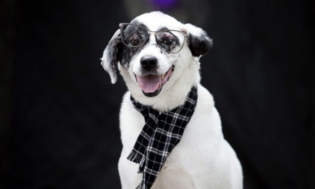 CBEA promove feira de adoção de animais com foco em cães idosos