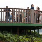 Pessoas circulam por um mirante de madeira cercado de vegetação no Parque Bororós