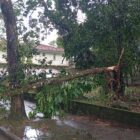 Imagem mostra galho de árvore quebrado e caído sobre calçada e rua