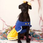 Cão com fantasia de Carnaval