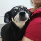 Cadela Bonnie no colo