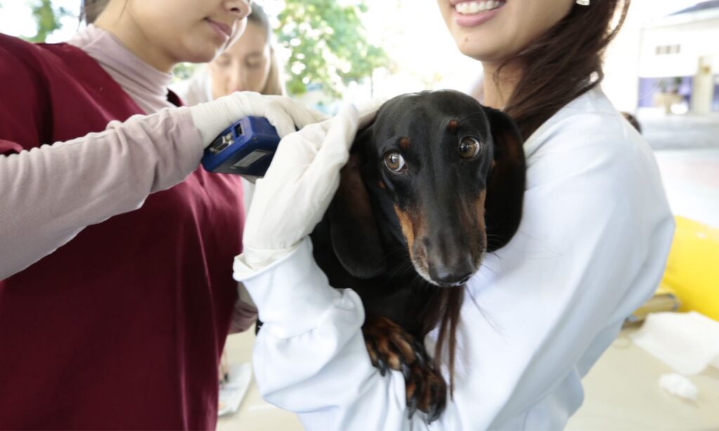 Centro de Bem-Estar Animal promove mutirão de microchipagem e vacinação contra a raiva na zona Sul de Joinville