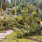 Dois homens trabalham para remover árvore caída em terreno com jardim