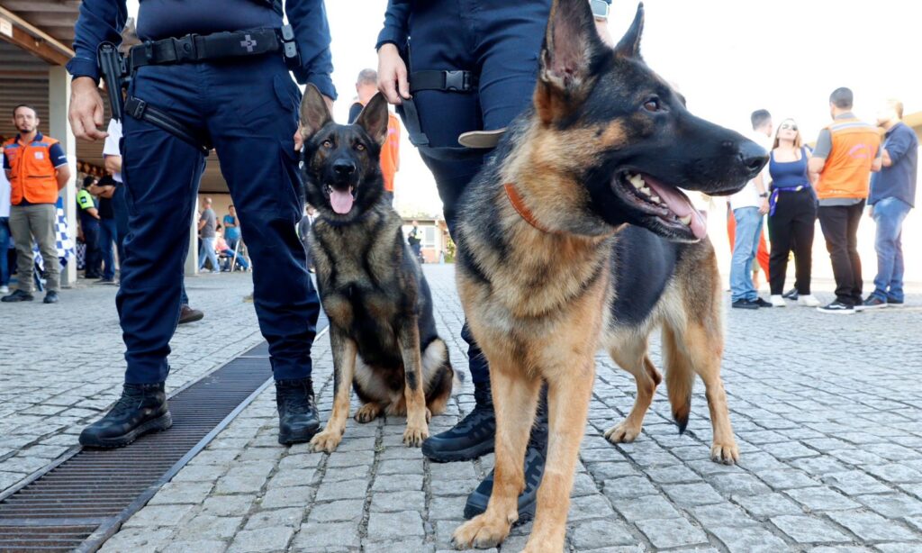 Dois cães de grande porte nas cores marrom e preto estão em foco. Um deles está em pé, olhando para o lado, e outro está sentado
