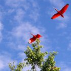 Duas aves vermelhas, os guarás-vermelhos, voam no céu azul com poucas nuvens