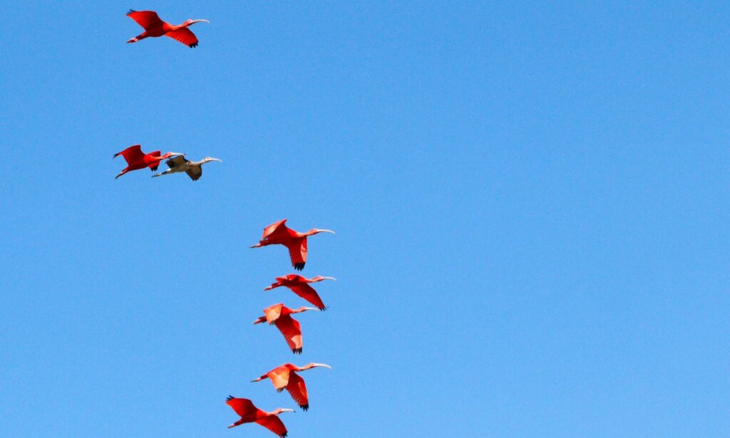 Oito guarás-vermelhos voam em céu azul