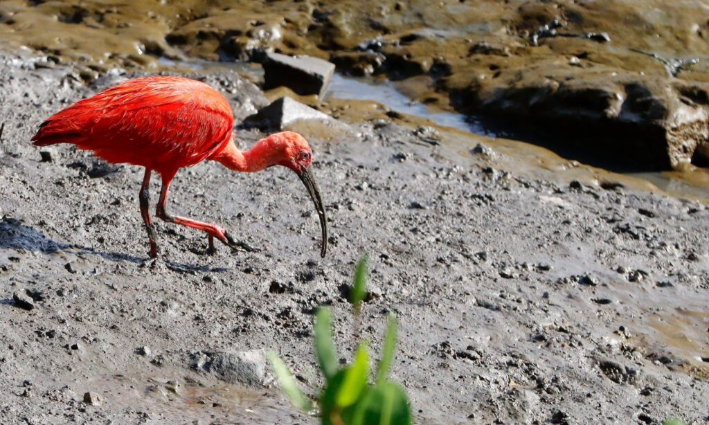 Guará-vermelho está em pé caminhando em uma área de mangue