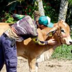 Homem vestido com calça, blusa de manga comprida e boné acaricia uma vaca marrom em uma área de campo