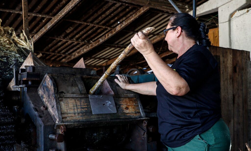 Mulher branca usando óculos coloca um pedaço de cana em uma máquina moedora