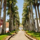 Calçadão com palmeiras gigantes plantadas nas laterais da passagem de pedestres.