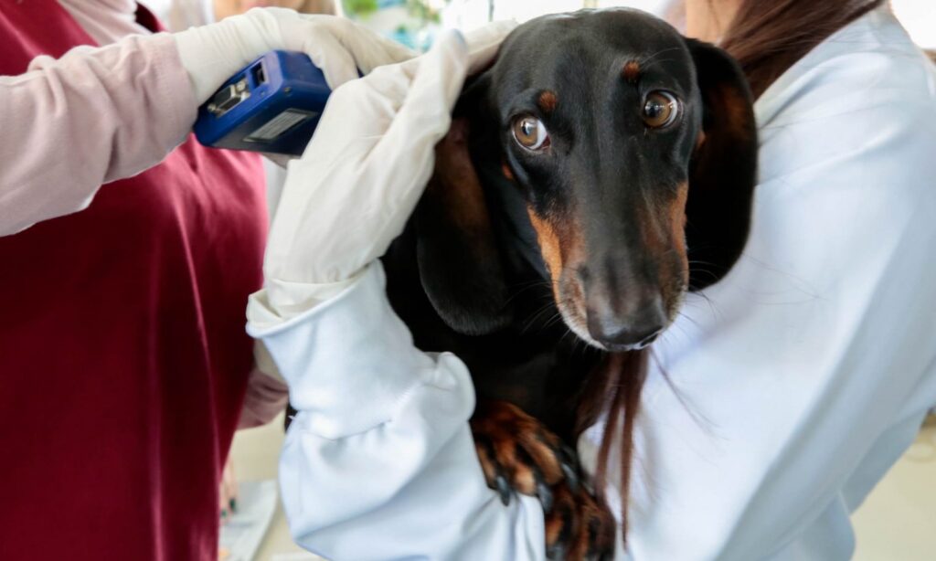 Prefeitura de Joinville celebra Abril Laranja com ação de conscientização e microchipagem de animais no bairro Glória