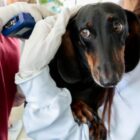 Cachorro preto no colo de uma mulher recebe atendimento por uma veterinária