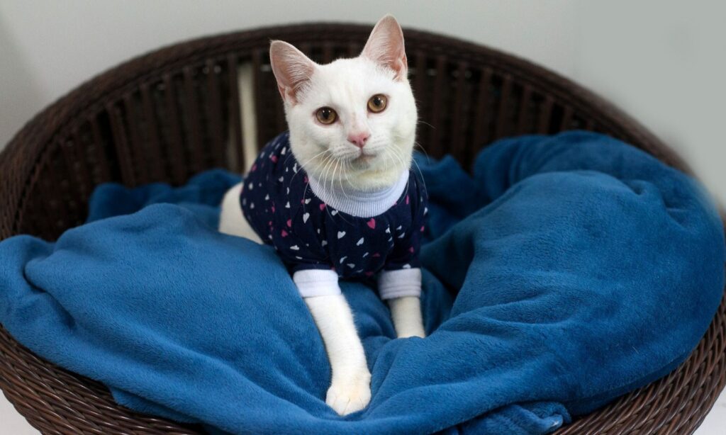 CBEA de Joinville realiza feira de adoção de cães e gatos neste domingo