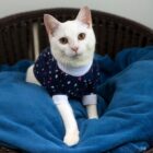 Gato branco com roupinha azul está em uma cesta de vime com manta azul e olha para a câmera