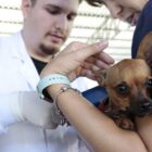Tutor segura cão com o veterinário ao lado colocando o microchip