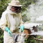 Homem está vestido com macacão e equipamento de proteção individual totalmente branco, com luvas verdes. Ele manuseia um equipamento de apicultura que solta fumaça próximo a uma caixa que contém abelhas