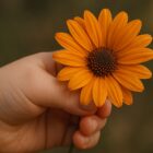 Mão de criança segura flor laranja