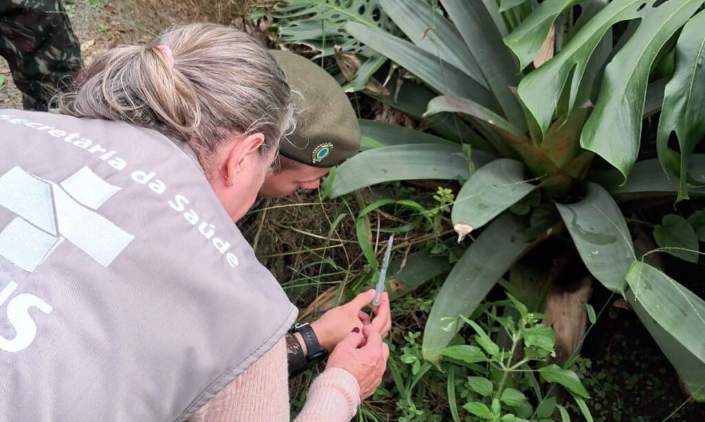 Uma mulher com colete da Secretaria da Saúde e um homem com boina do exército analisam uma amostra de água coletada de uma bromélia, também aparente na foto
