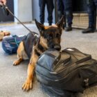Cachorro da raça pastor alemão, com pelagem marrom e preta, está sentado próximo a uma mochila preta. Ele está com uma guia, que está sendo segurada pela mão de um homem que não aparece na imagem