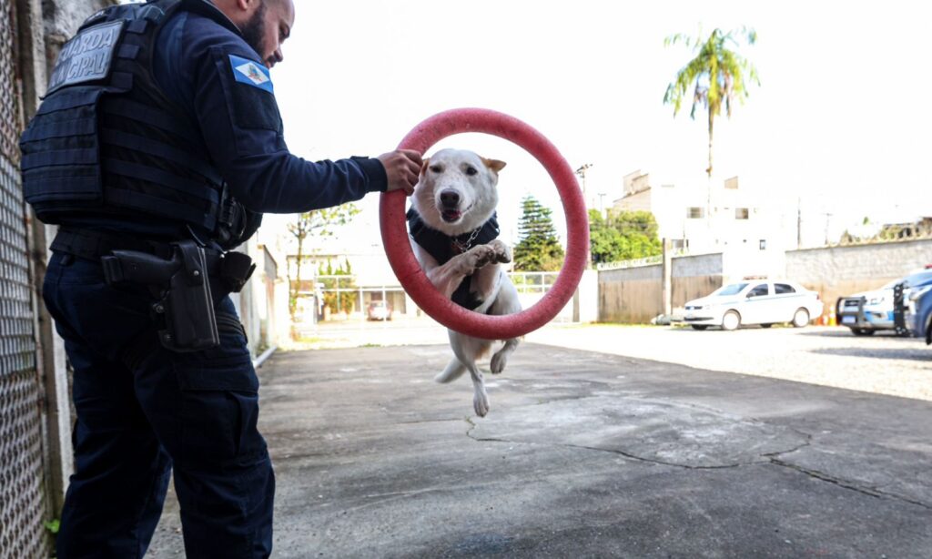 Cachorro branco pula por dentro de um pequeno arco vermelho que está sendo segurado por um homem com uniforme da Guarda Municipal