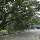 Imagem mostra área arborizada com acesso de paver ao Parque Zoobotânico