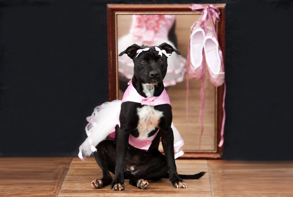 Animais do CBEA participam de feira de adoção e desfile de pets no Festival de Dança de Joinville
