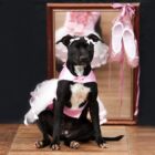 Cachorrinha preta com peito branco está vestida com roupas de bailarina cor de rosa. Ela está sentada em frente a um espelho decorado com sapatilhas