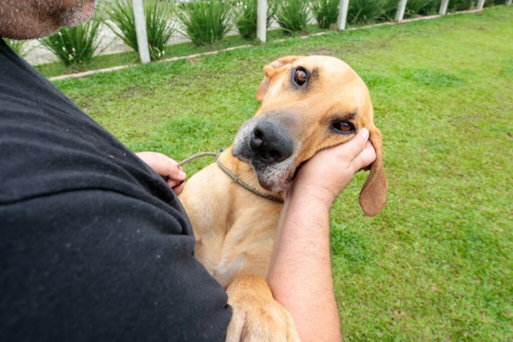 Inscrições de cães e gatos para Dia D de Vacinação estão encerradas