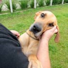 Cão marrom de grande porte está em pé, apoiado no corpo de um homem, que está com a mão na cabeça dele. O cão olha para a câmera.