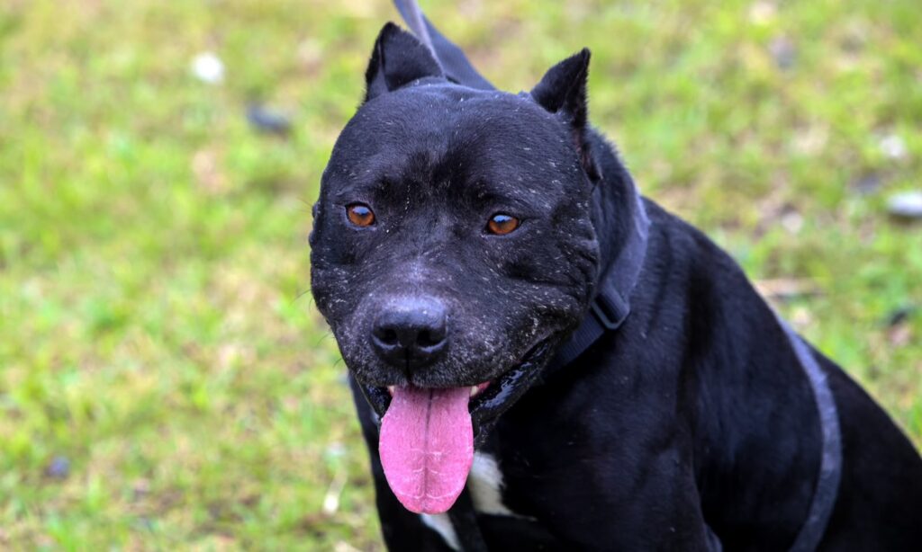 Prefeitura de Joinville reforça importância da microchipagem, castração e cuidados para cães de grande porte