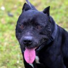 Cão da raça pitbull aparece sentado, com a língua de fora, olhando para um ponto fixo