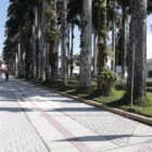 Imagem mostra uma calçada de paver com piso podotátil ao lado de um canteiro onde estão plantadas várias palmeiras altas, além de gramado