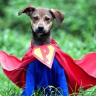Cachorro filhote de médio porte com pelagem marrom está sentado olhando para a câmera. Ele usa uma fantasia de super-homem