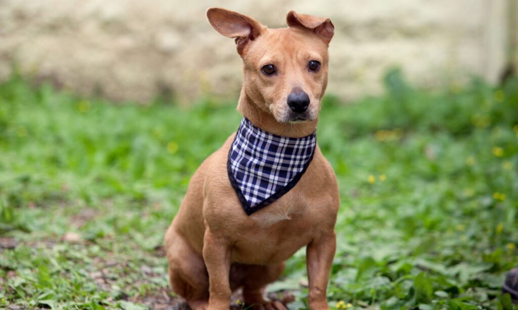 Centro de Bem-Estar Animal de Joinville realiza feira de adoção neste domingo