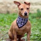 Cachorro caramelo de médio porte está sentado no gramado. Ele tem as orelhinhas ao alto, viradas para um só lado, e usa uma bandana no pescoço