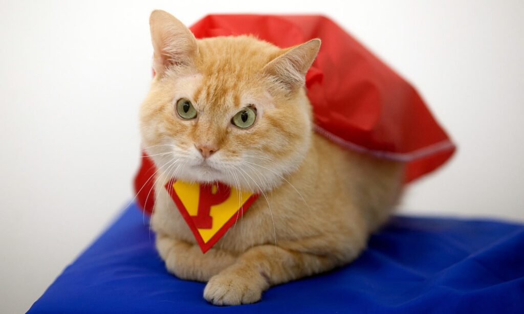 Gato laranja está deitado de barriga para baixo, com uma das patas esticadas. Ele olha para um ponto distante e usa uma capa e bandana que remetem ao super-homem