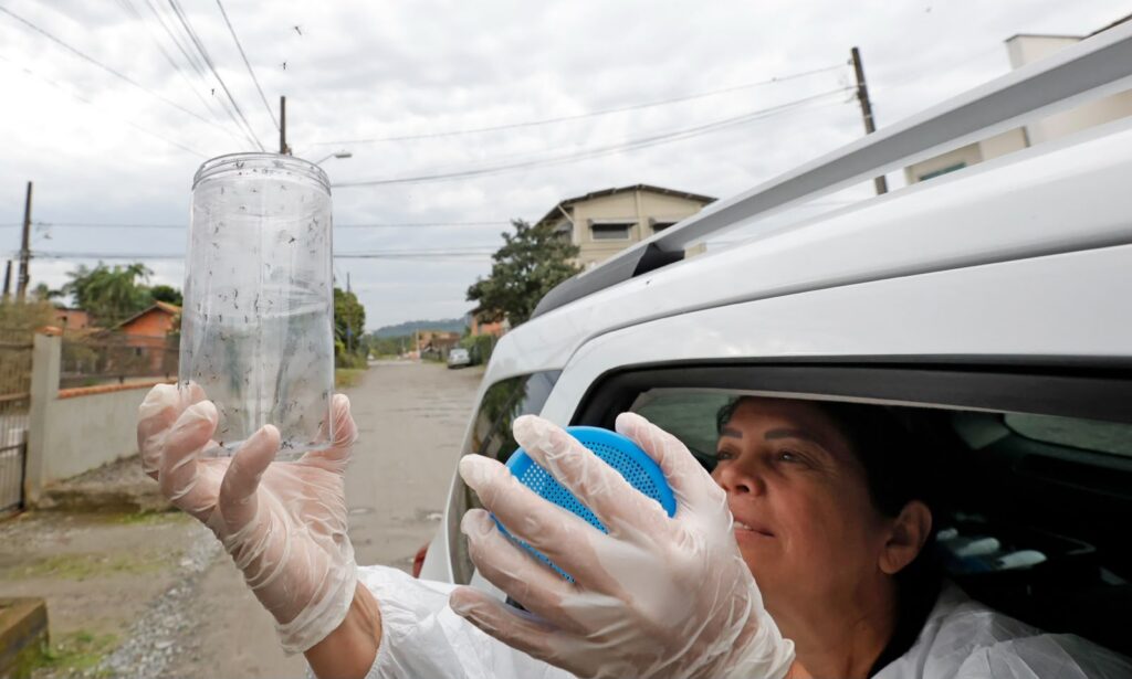 Joinville inicia terceira fase de implantação do Método Wolbachia de combate à dengue com nova soltura de Wolbitos