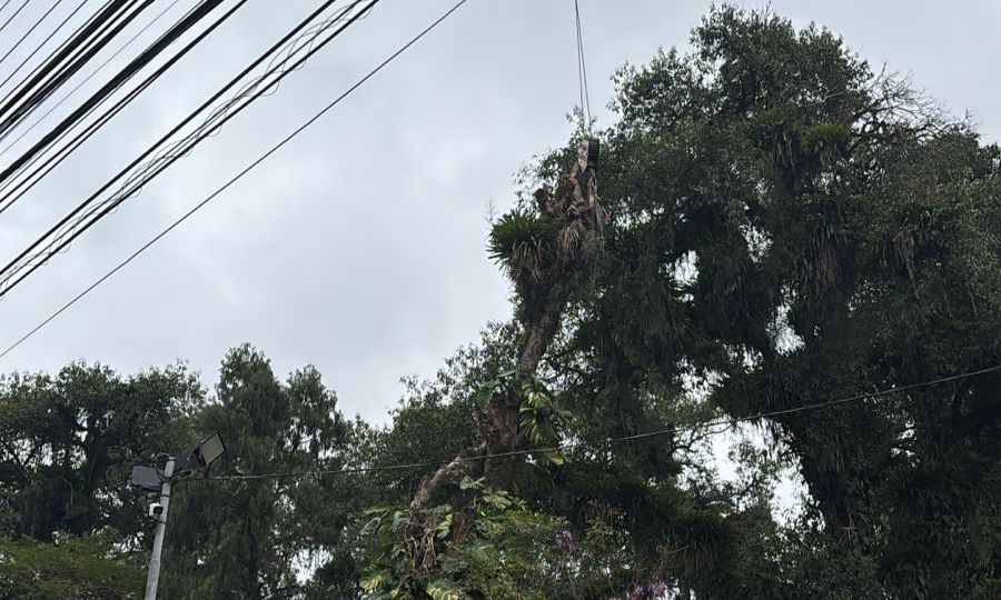 Prefeitura de Joinville conclui poda de árvore no Cemitério do Imigrante