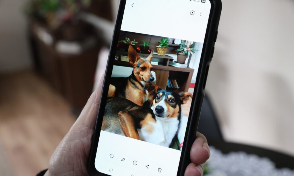 Mão segura celular que mostra na tela a foto de dois cachorrinhos juntos
