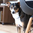 Cachorrinha de médio porte com pelagem marrom, preta e branca está dentro de casa, observando a câmera de trás de uma cadeira