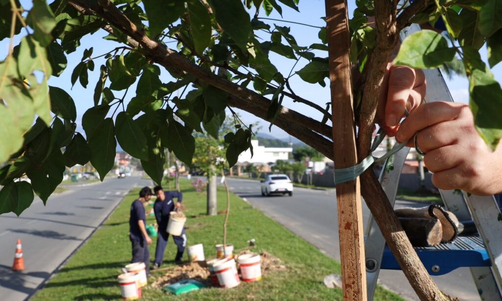 Secretaria de Meio Ambiente promove programação em alusão ao Dia Nacional da Árvore em Joinville