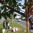 Imagem mostra duas mãos amarrando um fitilho para segurar um galho de árvore junto e um pedaço de madeira. Ao fundo, duas pessoas estão manuseando baldes de terra para o plantio de uma árvore
