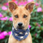 Cachorro caramelo de orelhas levantadas e bandana no pescoço. No fundo, há um jardim com flores
