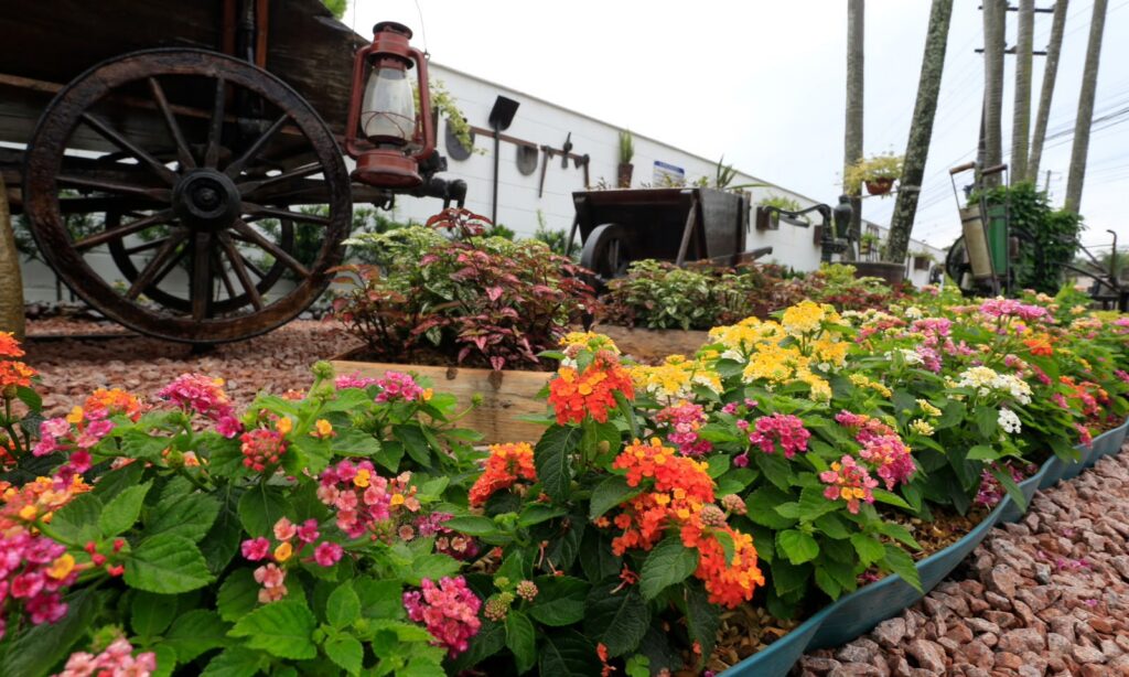 Como Joinville se tornou a cidade das flores e preserva a tradição do cuidado com os jardins