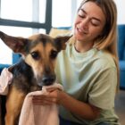 Foto mostra uma mulher jovem, loira de cabelos compridos, usando uma toalha para secar um cachorro de grande porte em uma sala com sofás