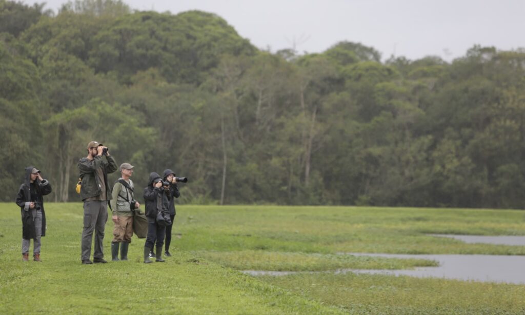 Joinville lidera ranking mundial de observação de aves